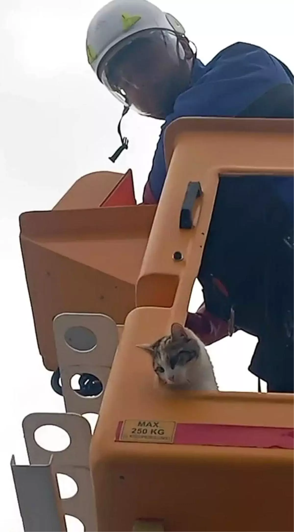 Direkten Kurtarılan Kedi
