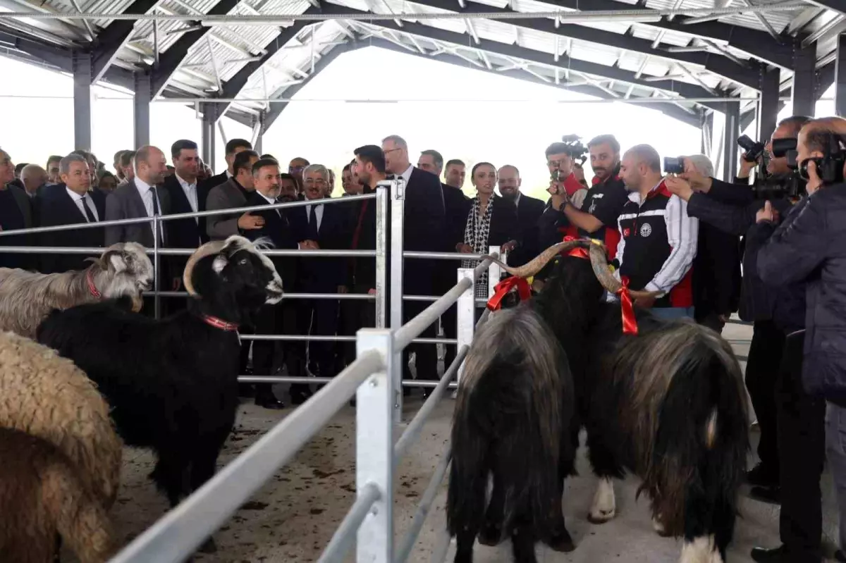 Kozan\'da Yeni Hayvan Pazarı Açıldı, İlk Satışta Kurbanlıklar Uygun Fiyatlarla Satıldı