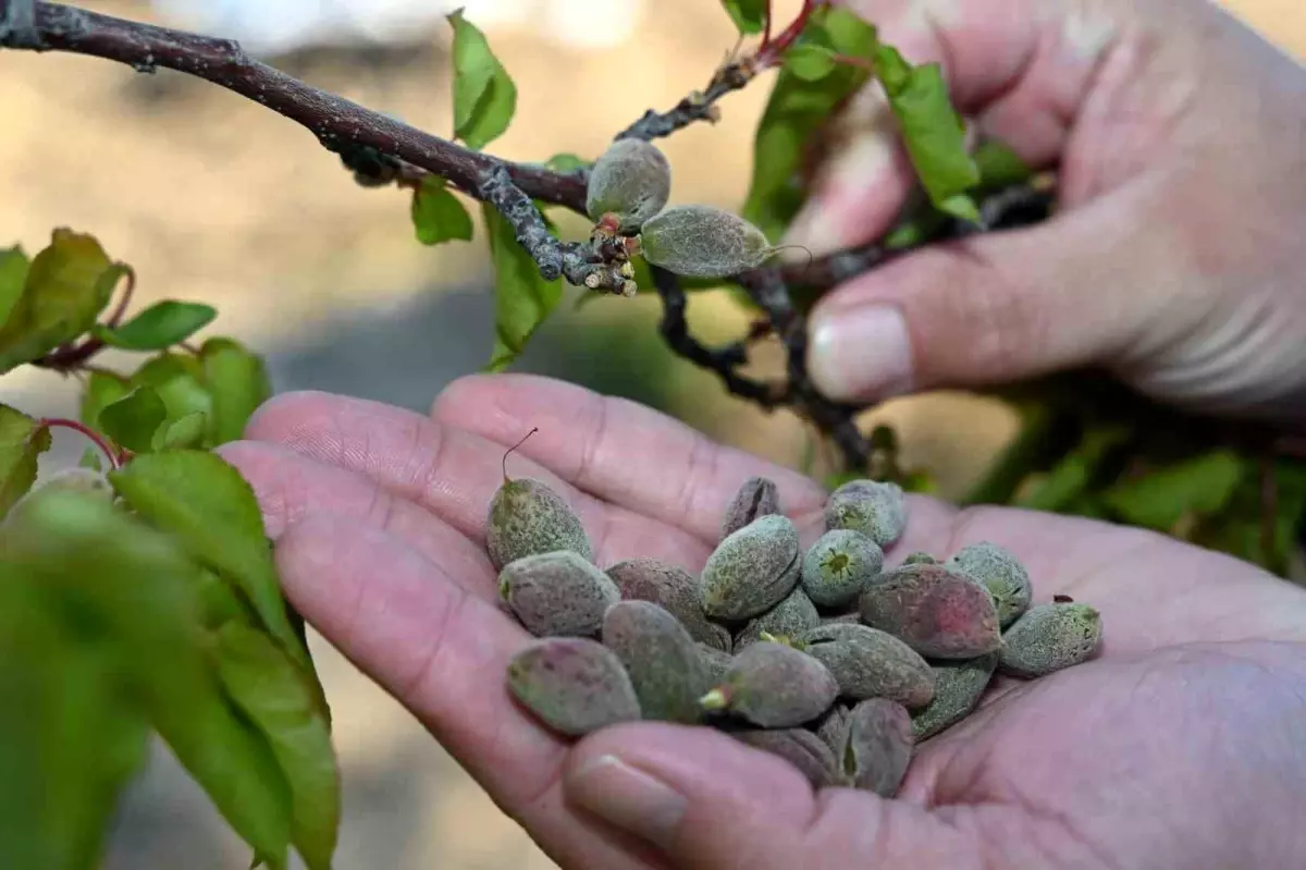AK Parti Malatya Milletvekili Ölmeztoprak: "Üreticilerimizin yanında olacağız"
