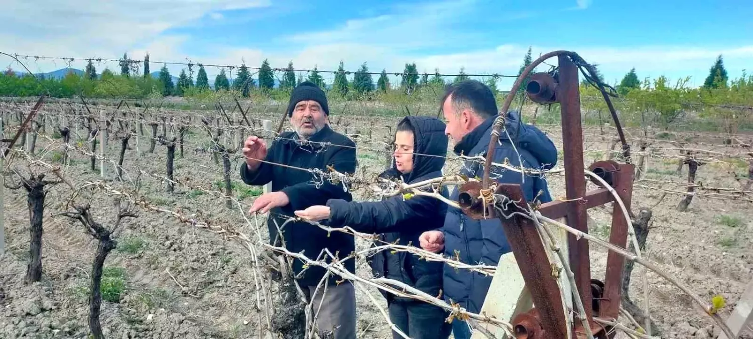 Kırkağaç\'ta Don Zararı: 340 Dekar Üzüm Bağı Etkilendi