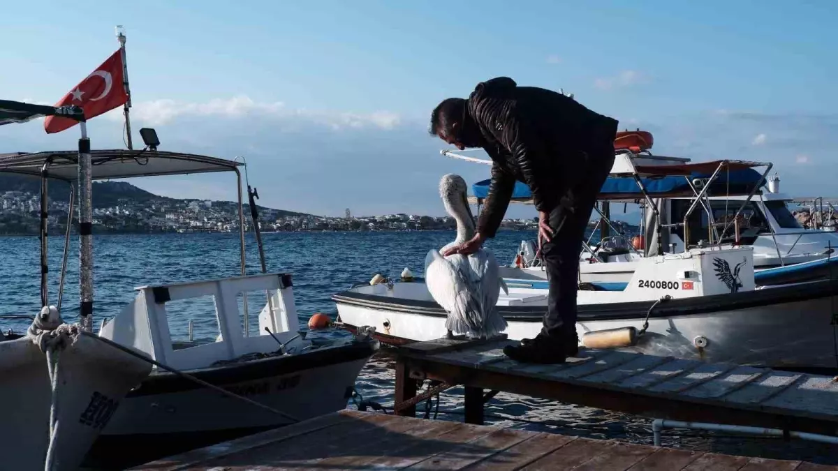 Foça\'nın Maskotu \'Tosun\' Yazı Karşıladı