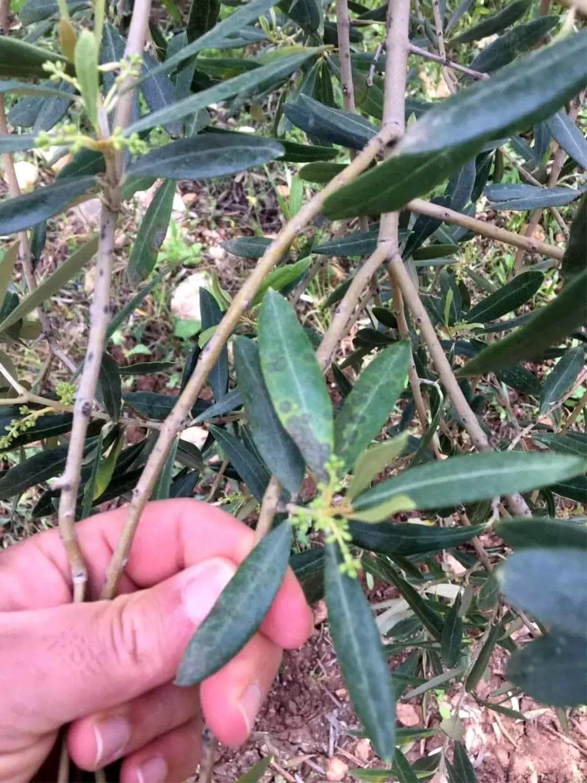 Zeytin Üreticilerine Halkalı Leke Uyarısı