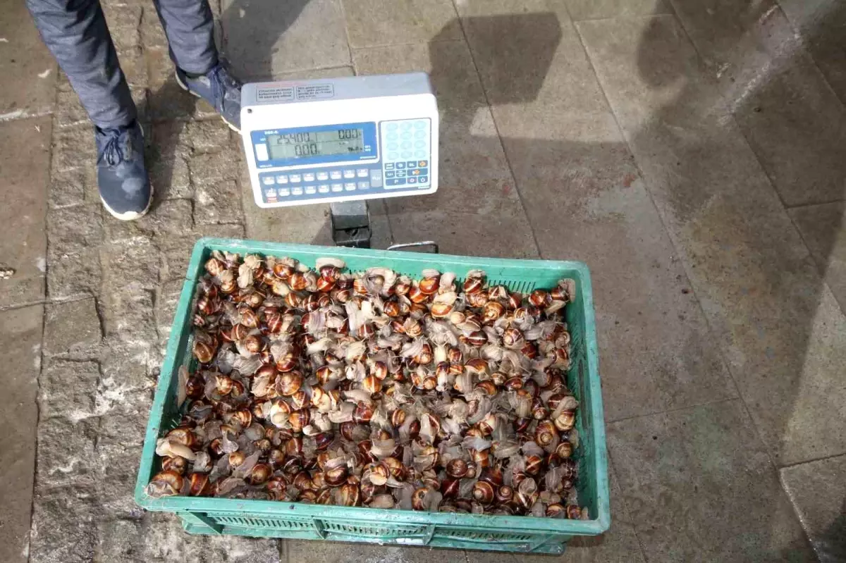 Kara Salyangozları Ekonomik Fırsat Oldu