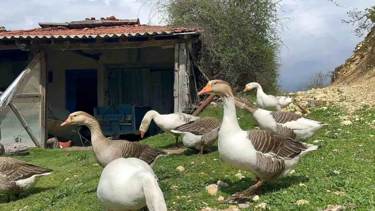 Kaz Yumurtası Talebi Artıyor