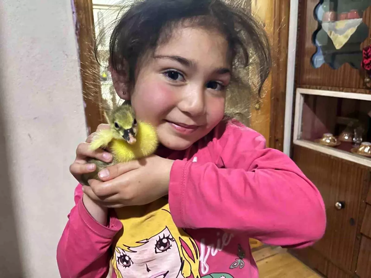 Kars\'ta Kaz Yavruları Sezona Merhaba Dedi