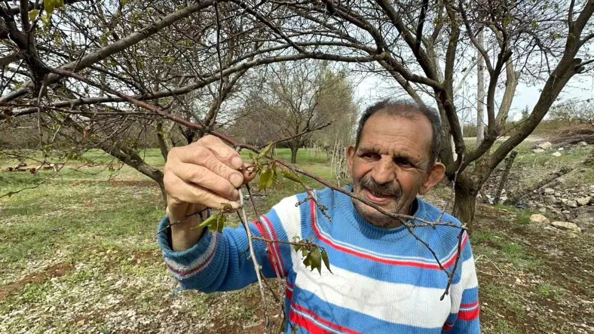 Malatya\'da Zirai Don Felaketi