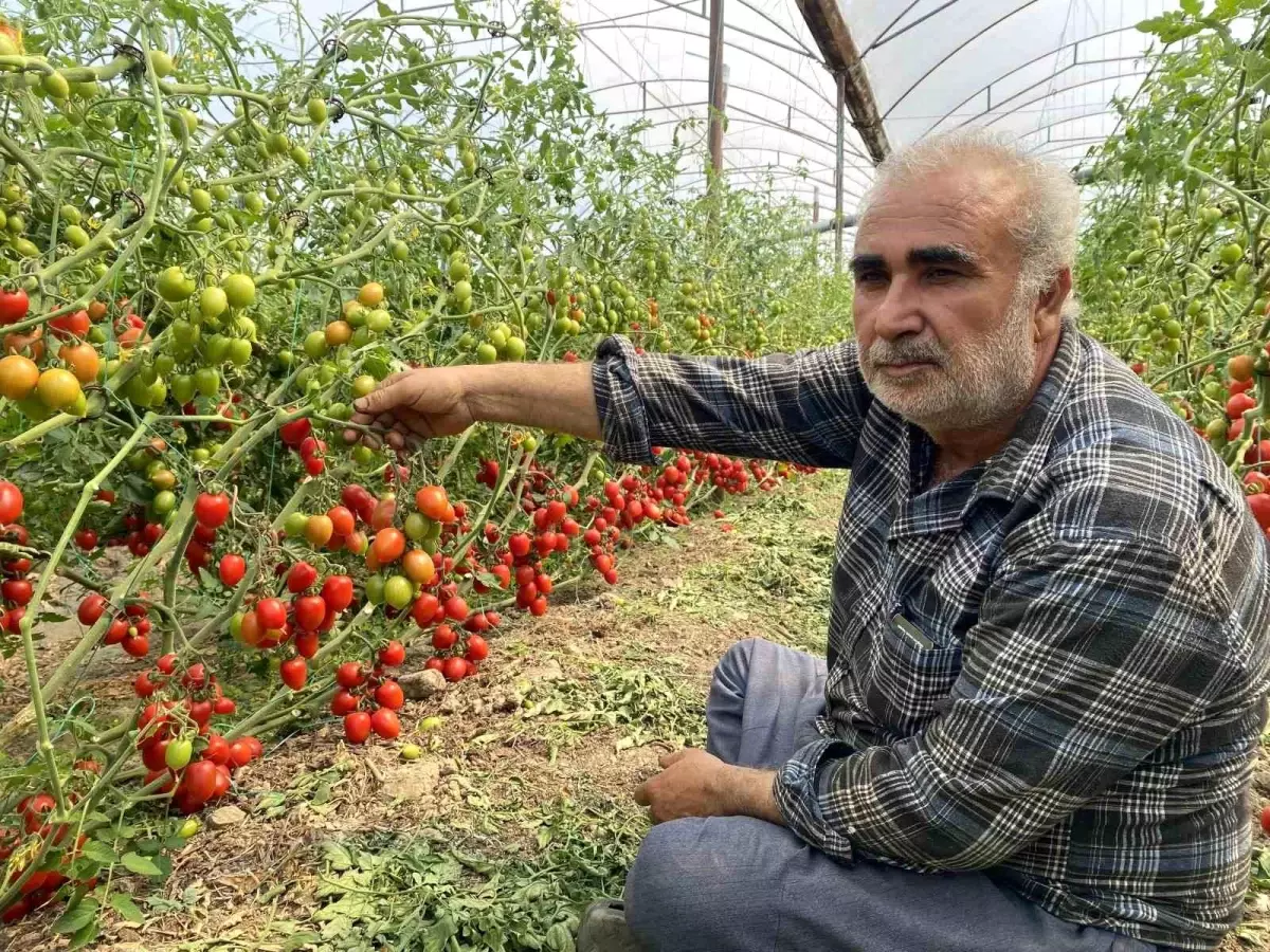 Çiftçiler Domateslerini Dalında Bıraktı