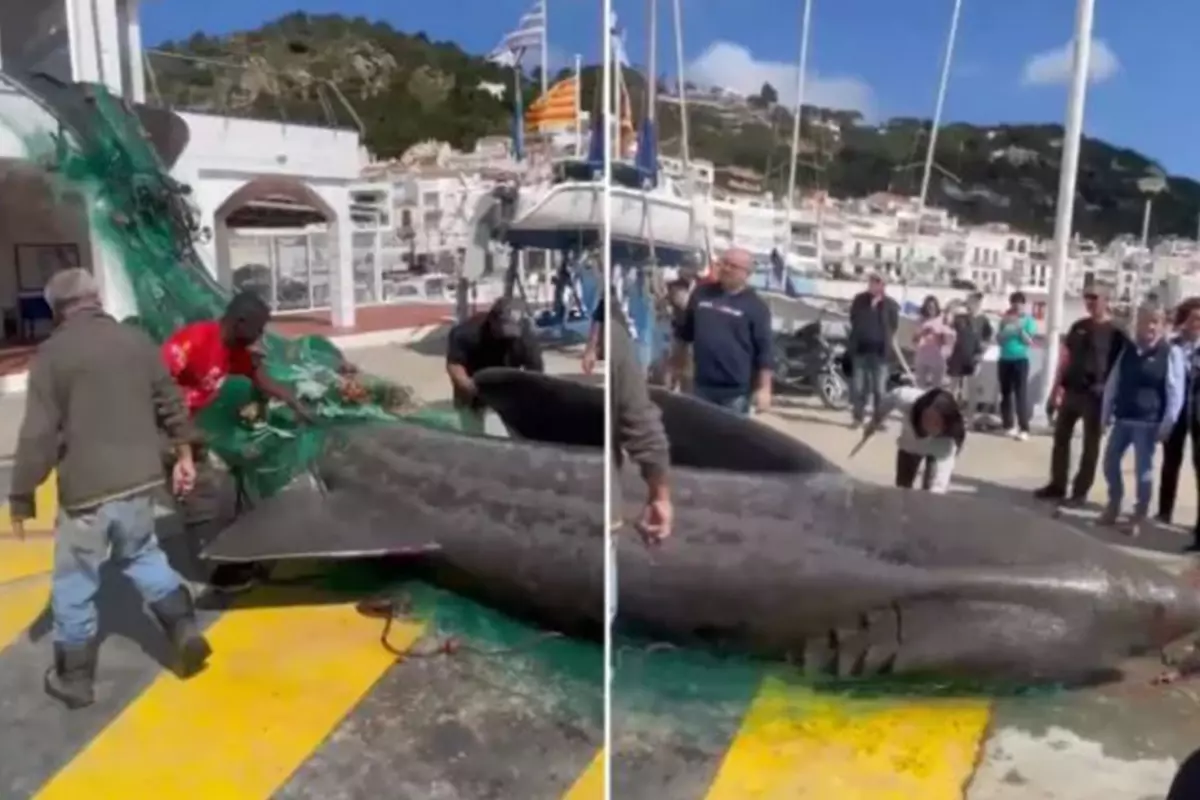 Balıkçı, tesadüfen 7 metrelik dev köpekbalığı yakaladı