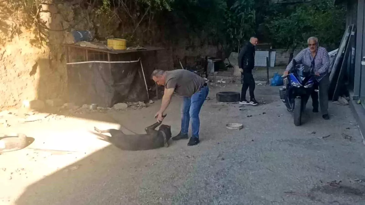 Motosiklet Sürücüsü Köpekten Saklandı