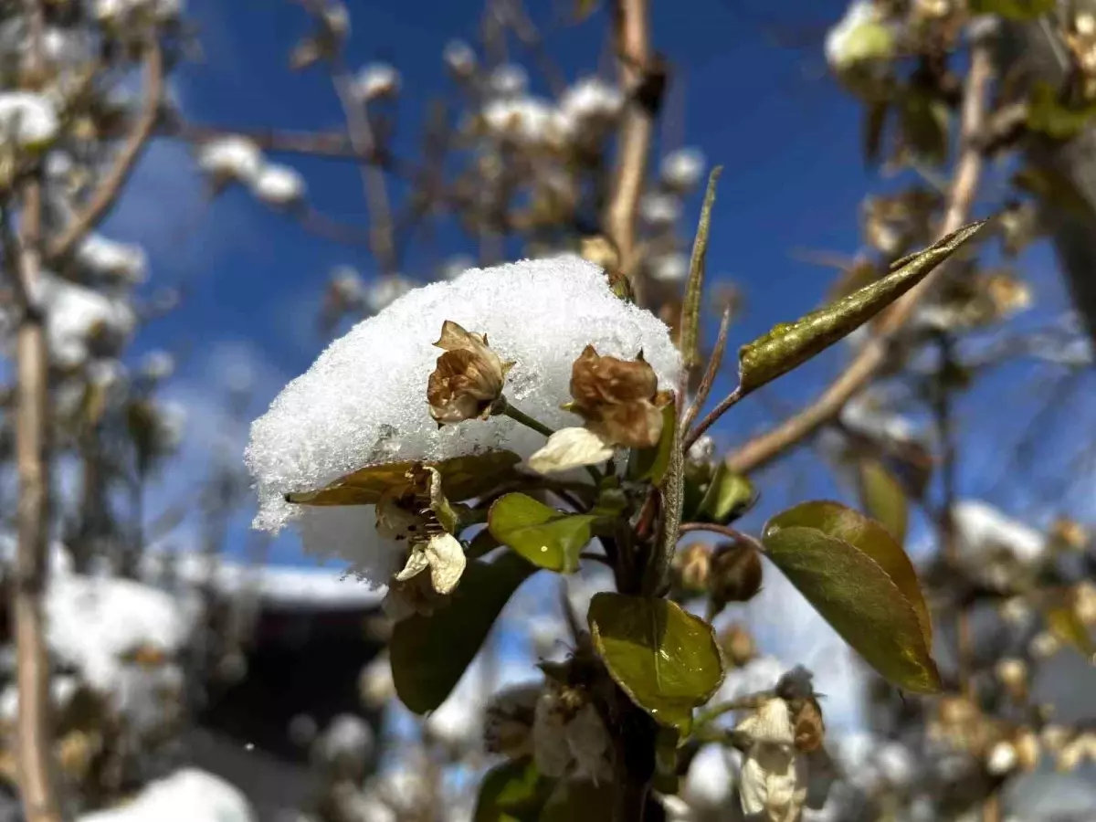 Yozgat\'ta Yağışlar Meyve Ağaçlarına Zarar Verdi