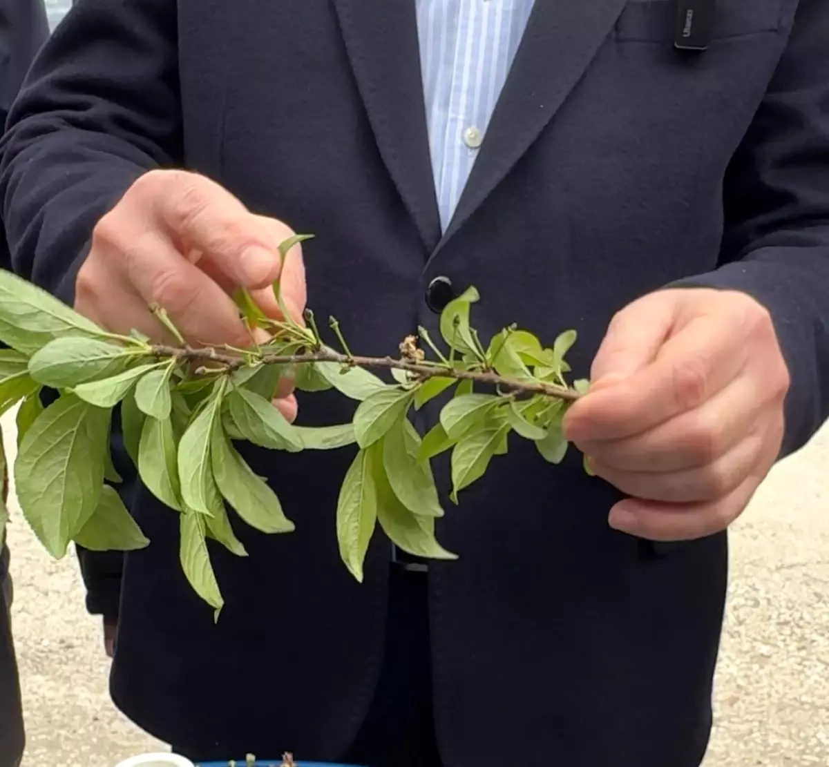 Tokat\'ta Zirai Don Zararları Tespit Ediliyor