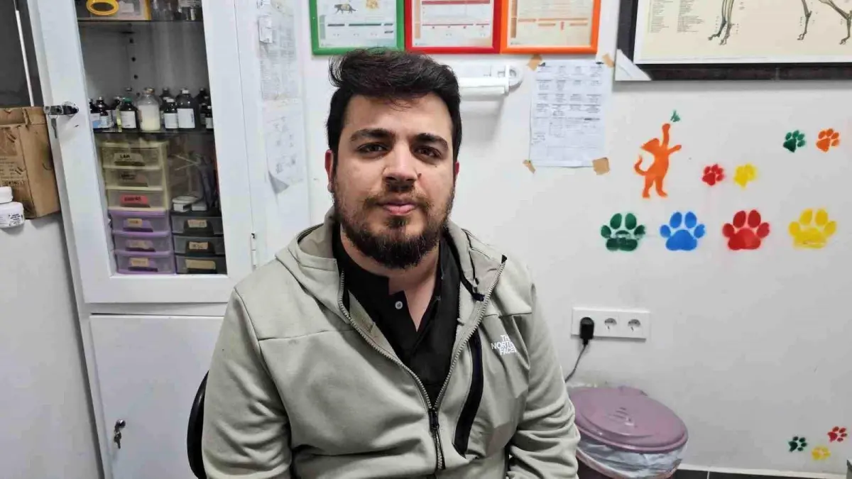 Zonguldak\'ta Kedinin Dişine Altın Kaplama Yapıldı