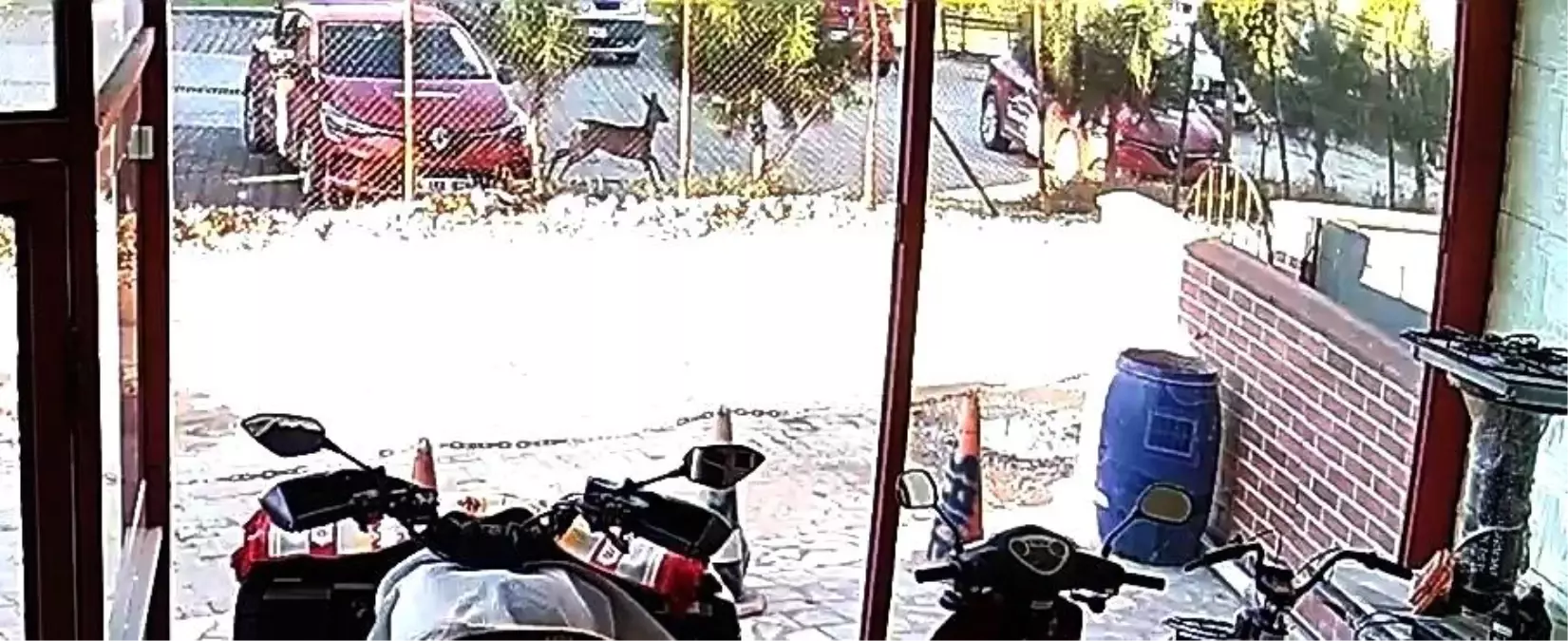 Hendek\'te Koşan Karaca İkinci Kez Görüntülendi