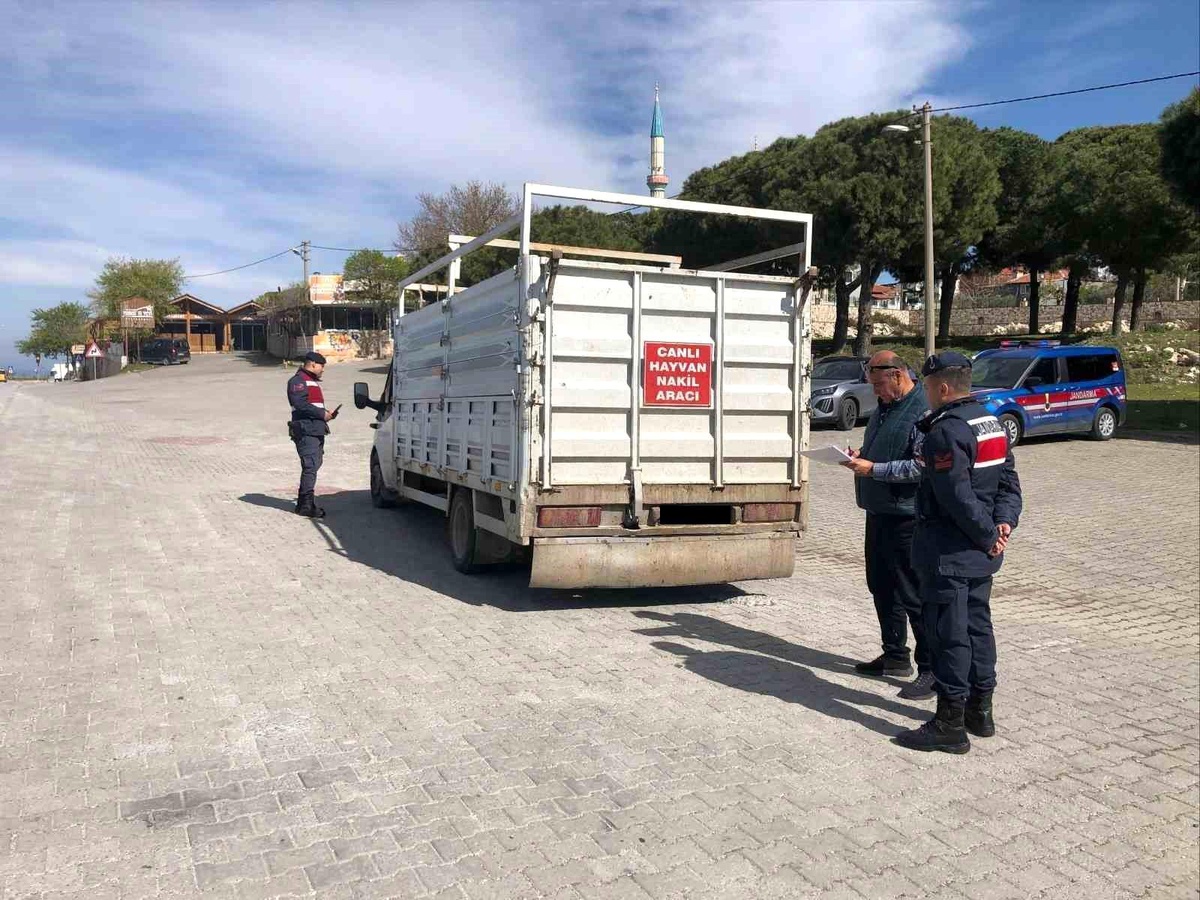 Kuşadası\'nda Canlı Hayvan Denetimi