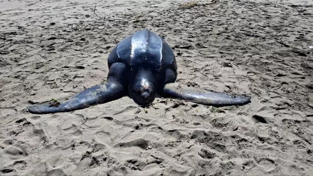 İlk kez Karadeniz'de görüldü, ölüm sebebi şoke etti