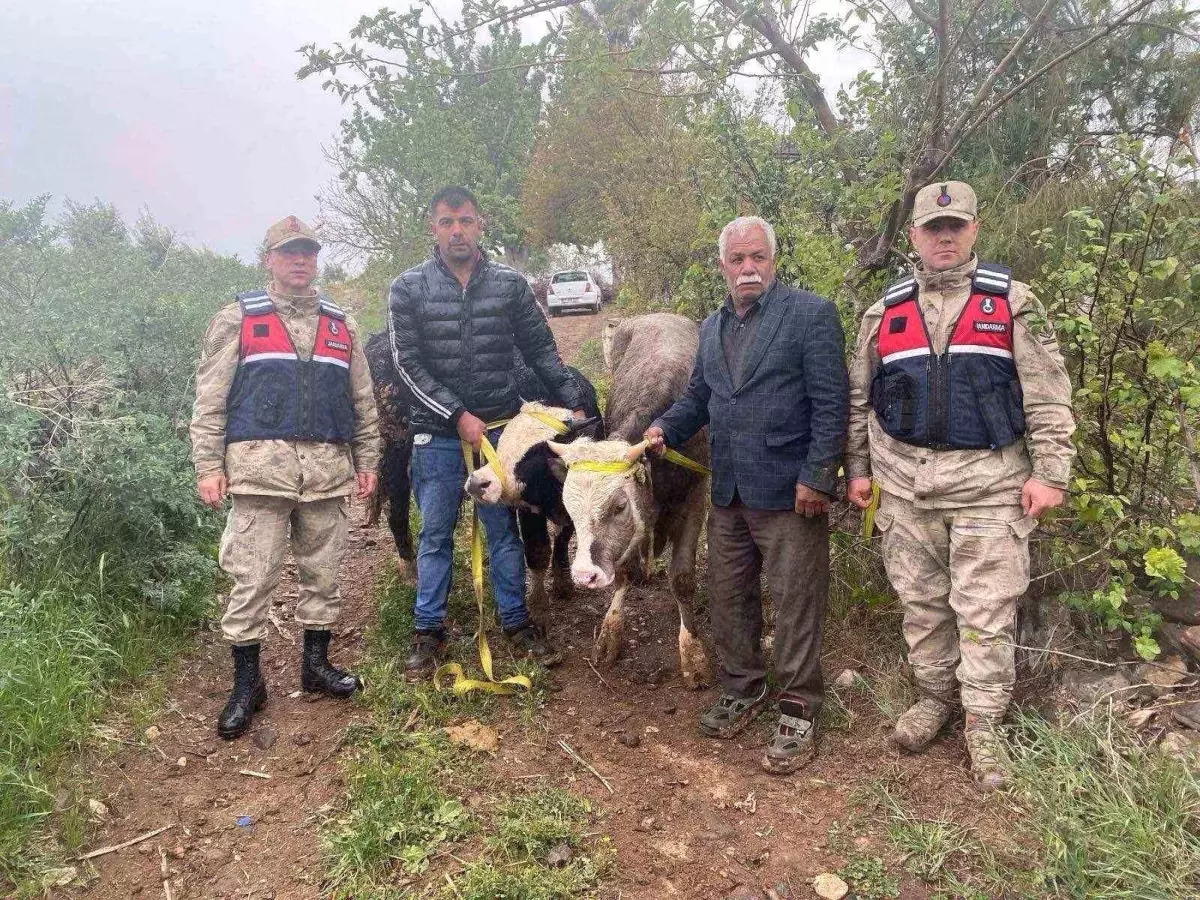 Kilis\'te Hayvan Hırsızları Yakalandı