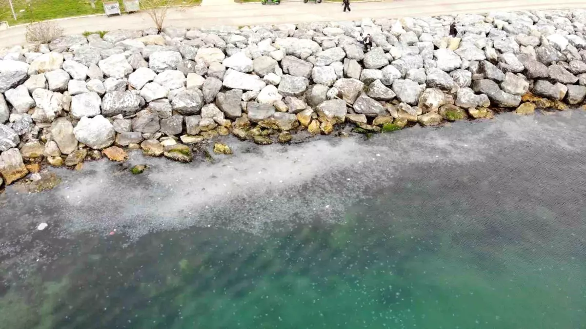 Kadıköy Moda\'da Denizanası Yoğunluğu