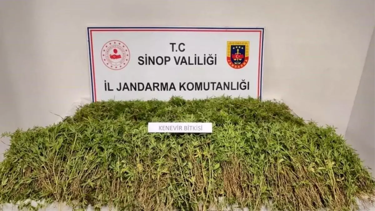 Sinop\'ta Kenevir İddiayı Doğruladı