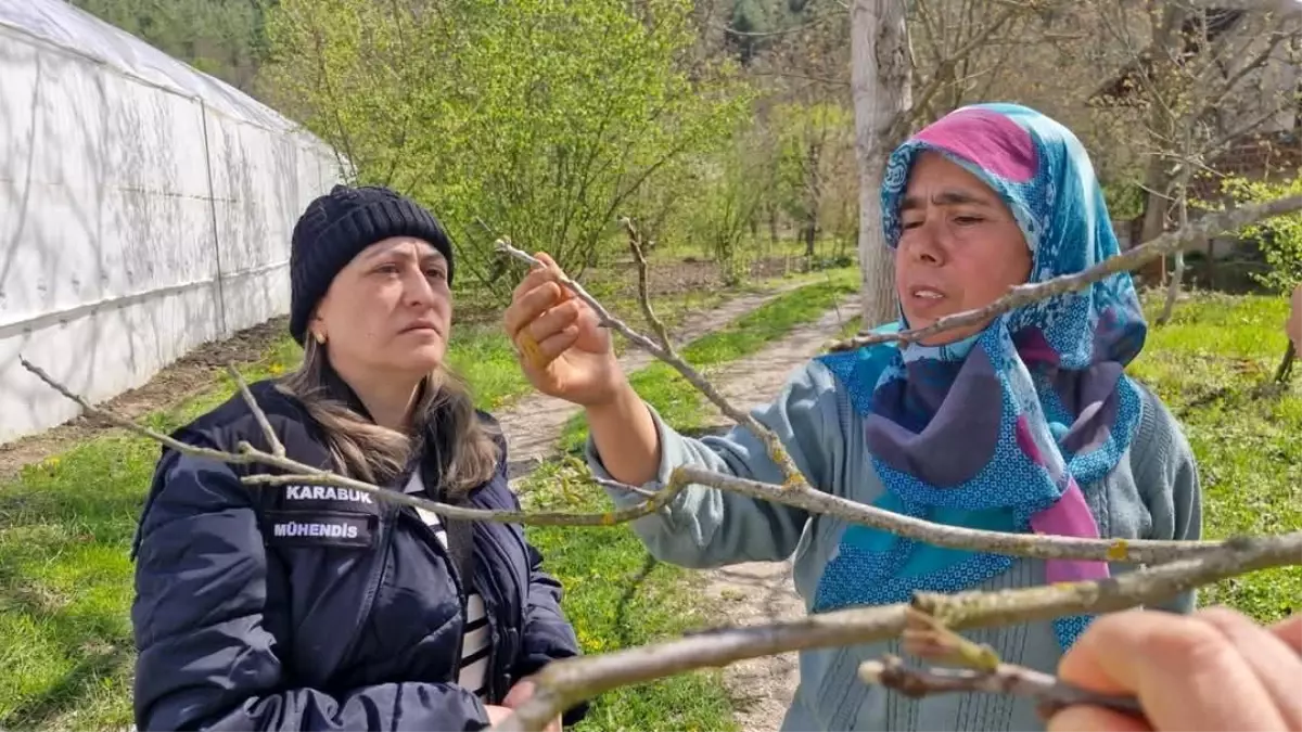 Karabük\'te Don Olayları İçin Zarar Tespiti