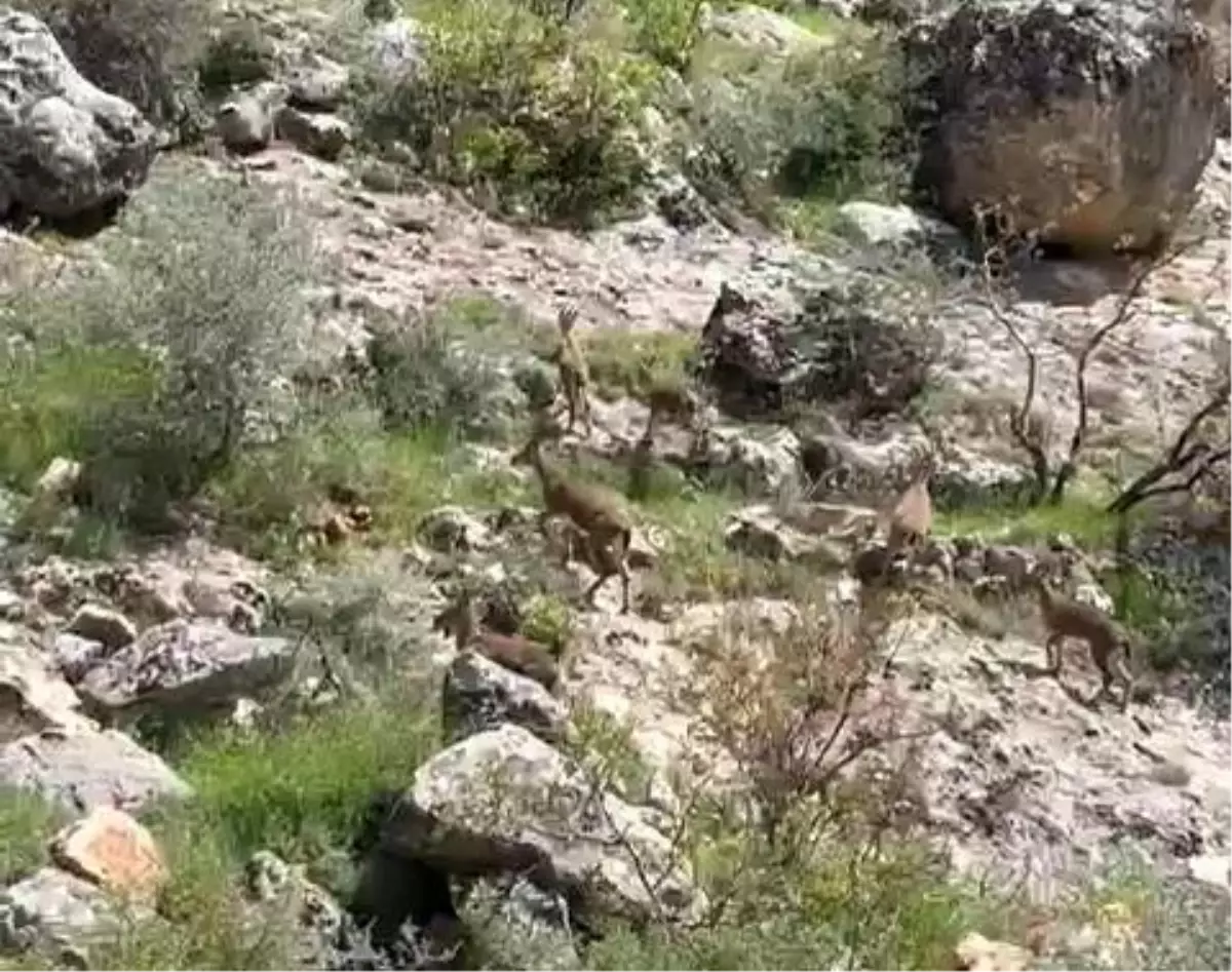 Besni\'de Dağ Keçileri Kameralara Yansıdı