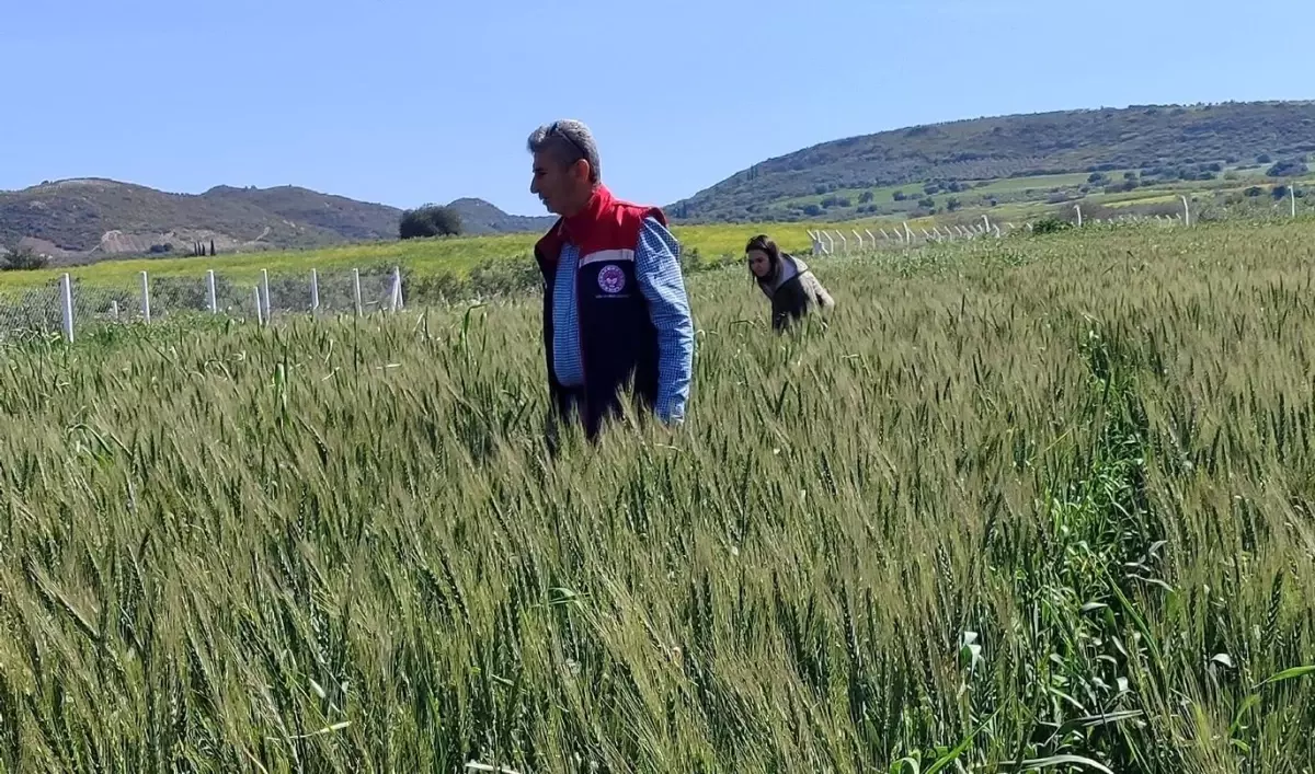 Didim\'de Hububat Kontrolleri Sorunsuz Geçti