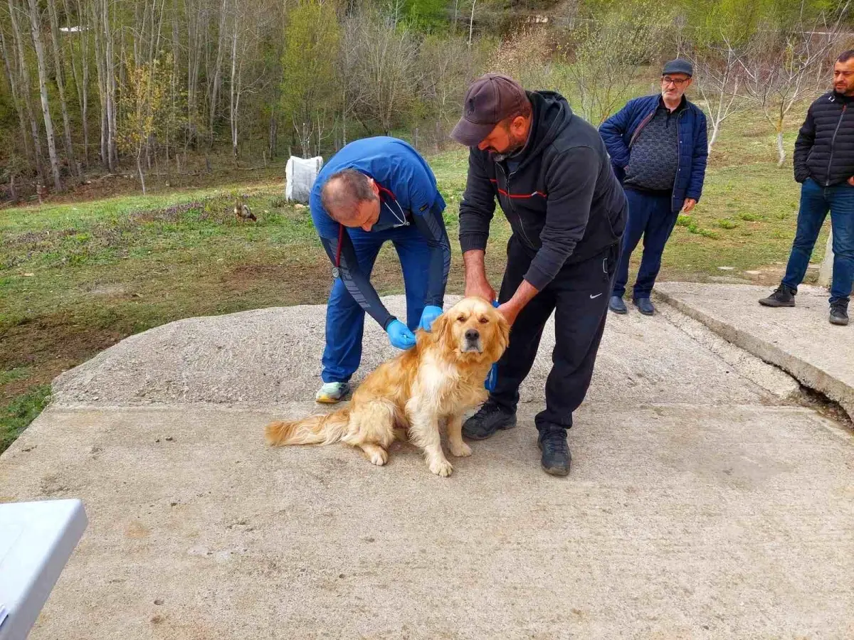 Kastamonu\'da Köpeklere Mikroçip Uygulaması Başlatıldı