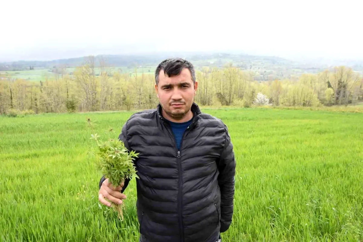 Sinop\'ta Kenevir İzni Krizi