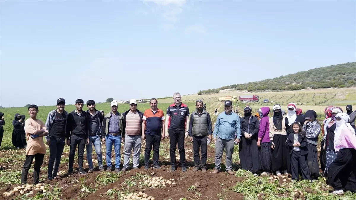 Adana\'da Erkenci Patates Hasadı Başladı