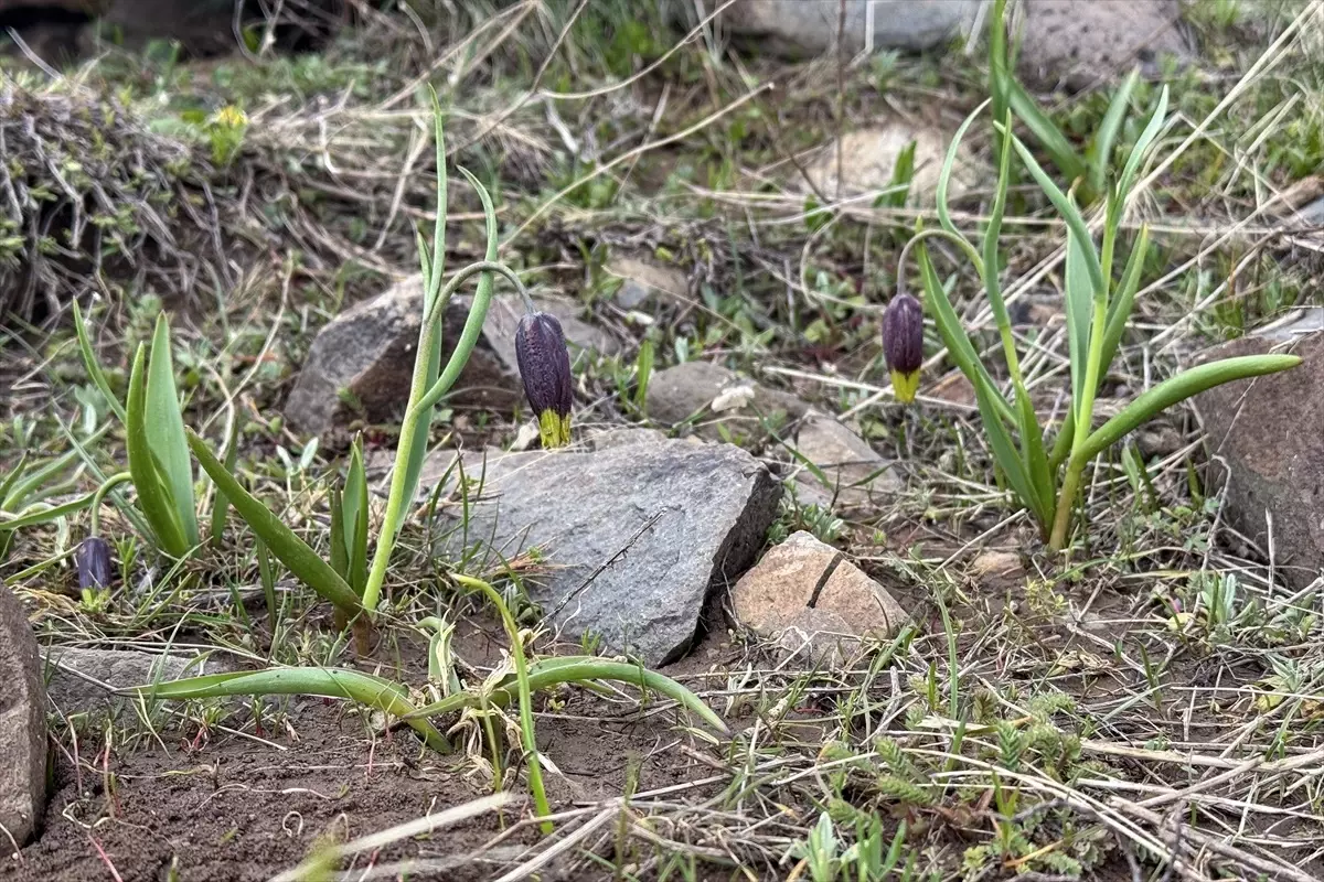Karakoçan Lalesi İncelendi