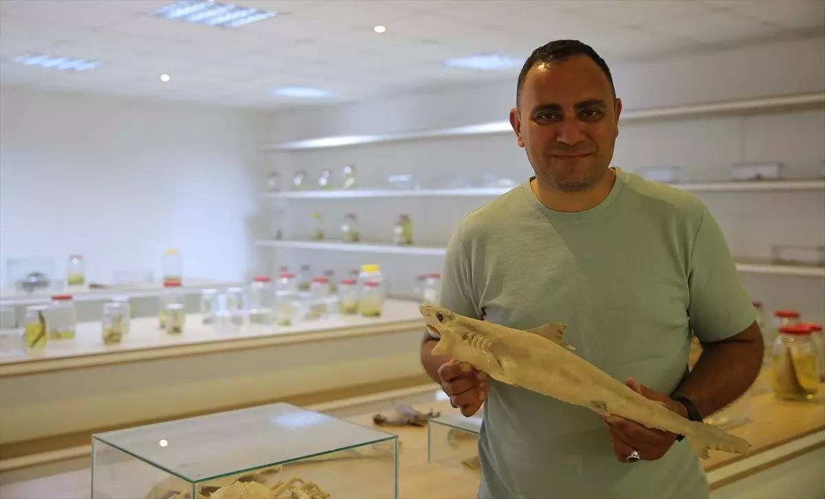 Köpek balığı görüntüleri paniğe neden olmasın