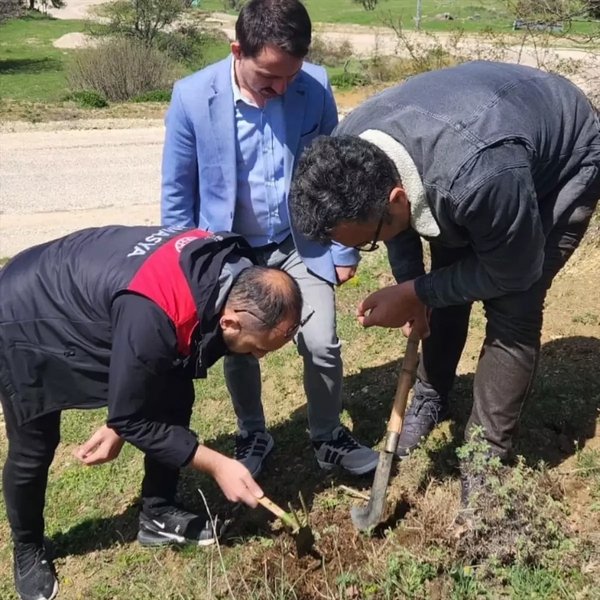 Amasya\'da Süne Zararına Mücadele