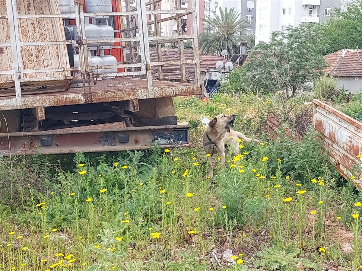 İhmal Edilen Köpek Barınağa Teslim Edildi