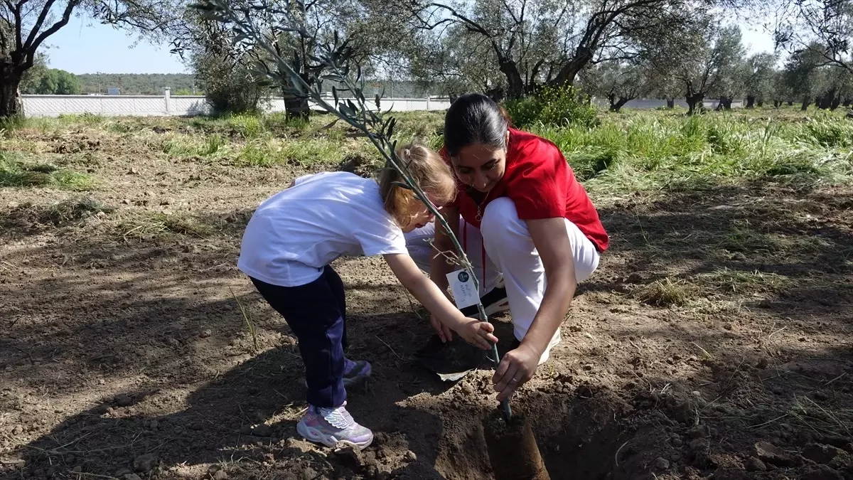 Ayvalık\'ta 23 Nisan Fidan Dikimi