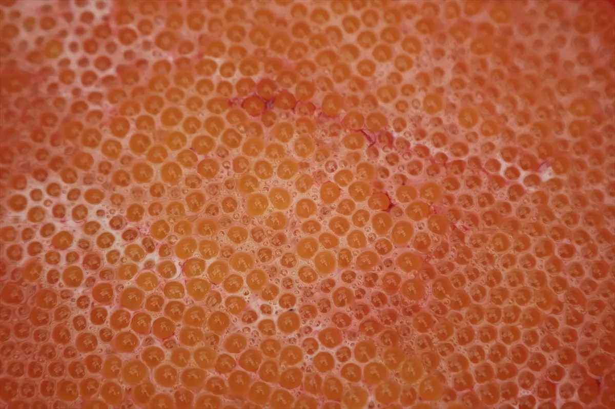 Bayburt\'ta Alabalık Yavru Üretimi Başladı