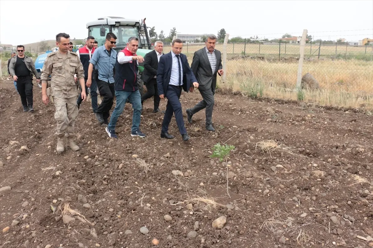 Cizre\'de Fıstık Yetiştiriciliği Gelişiyor