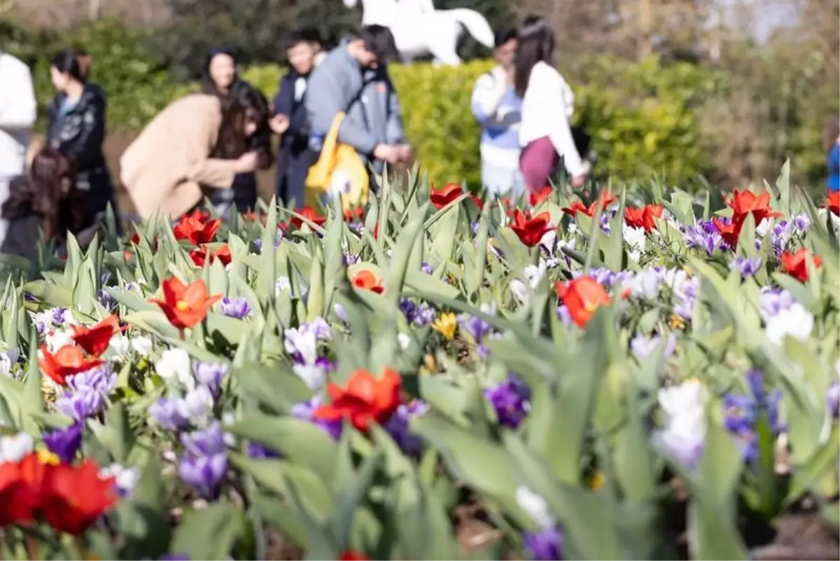 Keukenhof 76. Sezonuna Açıldı
