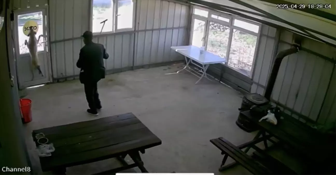 Edirne\'de Köpeğe Zalimce İşkence