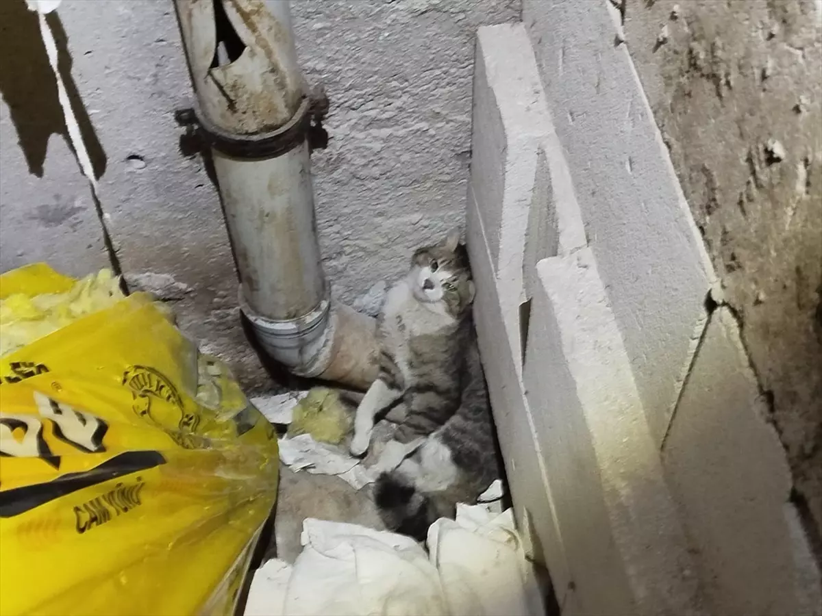 Kedi Havalandırma Boşluğundan Kurtarıldı
