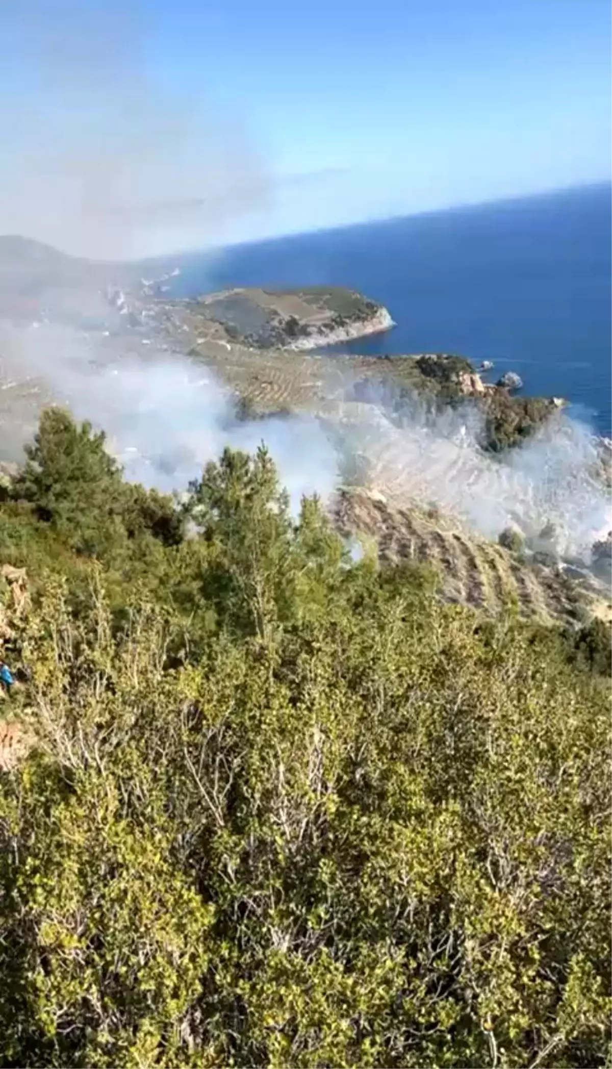 Gazipaşa\'da Muz Bahçesinde Çıkan Yangın Büyüyor