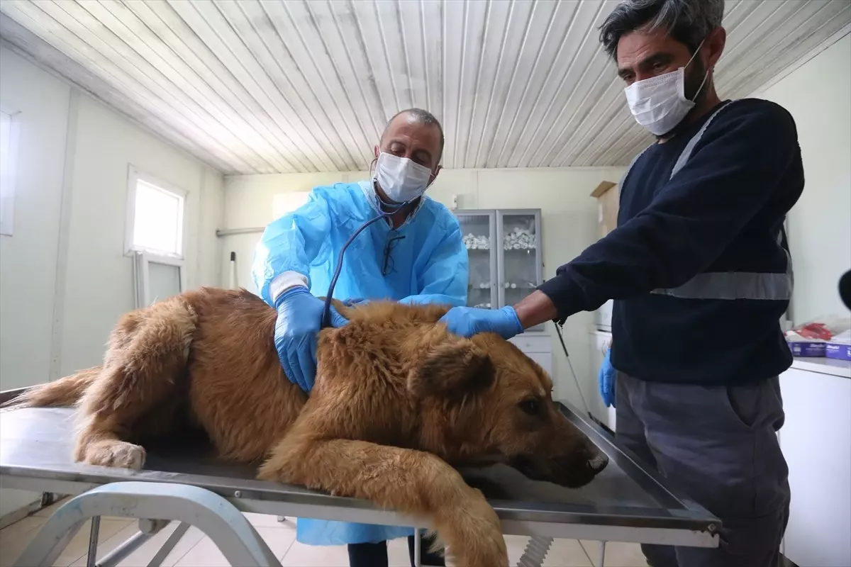 İskenderun\'da Yeni Hayvan Barınağı Projesi