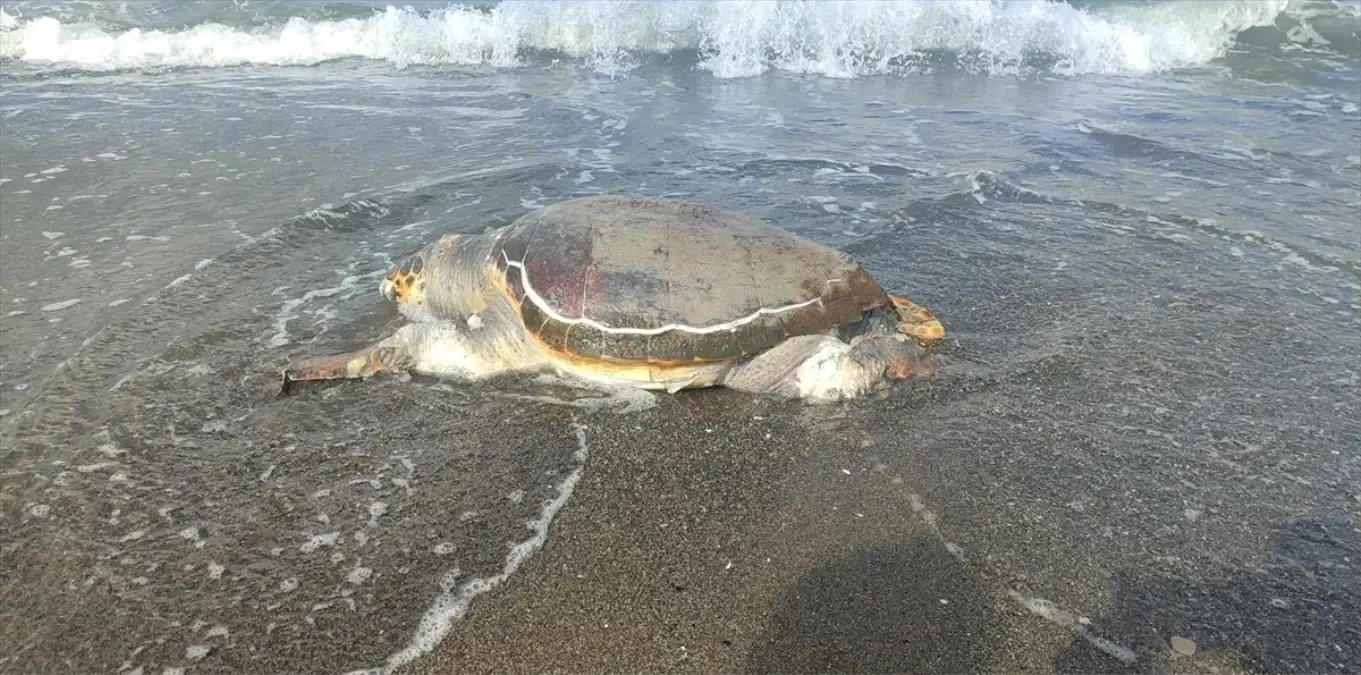 Hatay\'da Ölü Caretta Caretta Bulundu