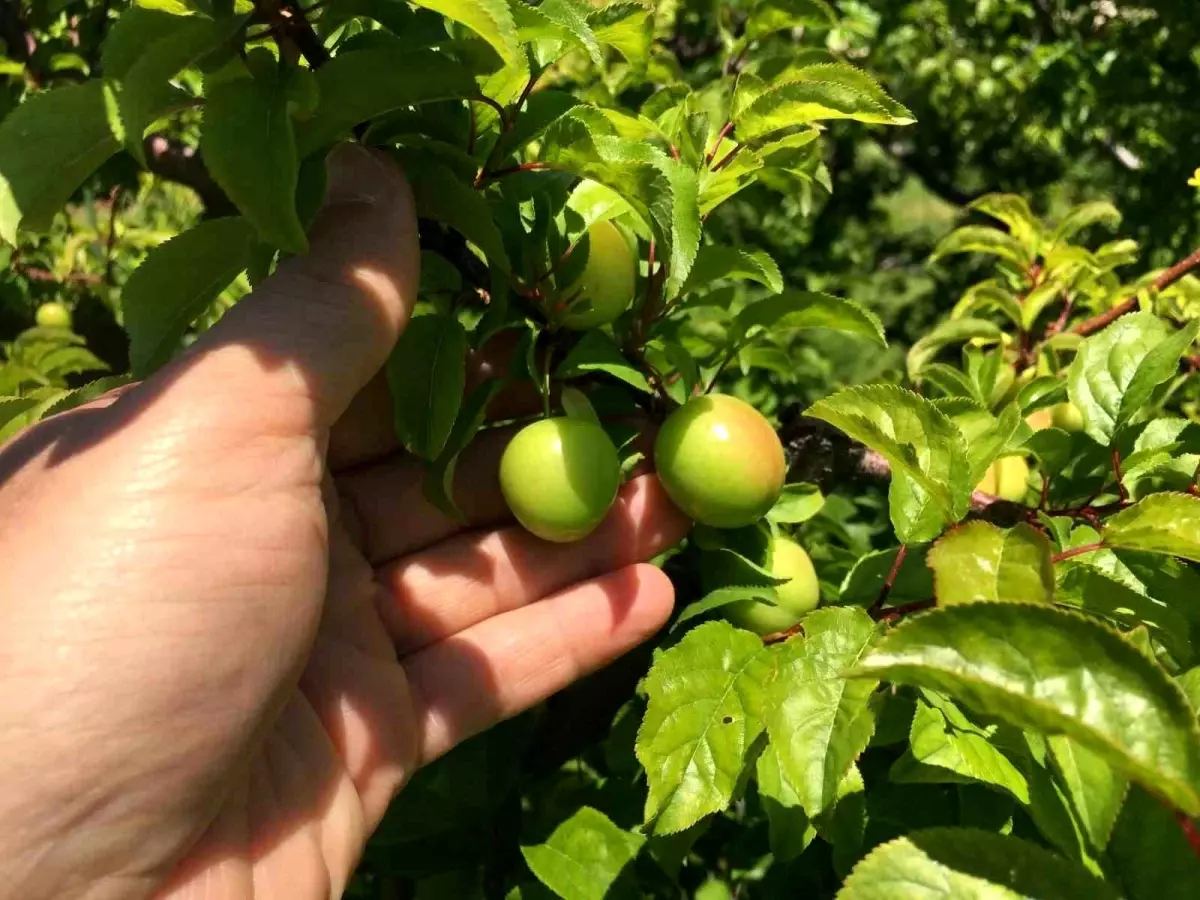 Mersin\'de Erik Hasadı Yoğunlaşıyor