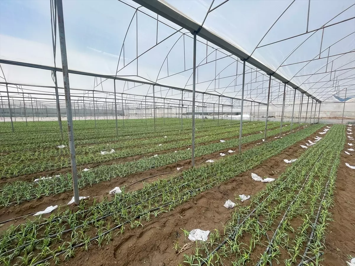 Isparta\'da Karanfil Üretimi Artıyor