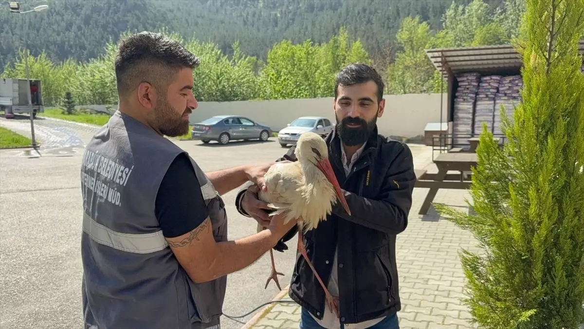 Bitkin Leylek Tedavi Edildi, Doğaya Salınacak