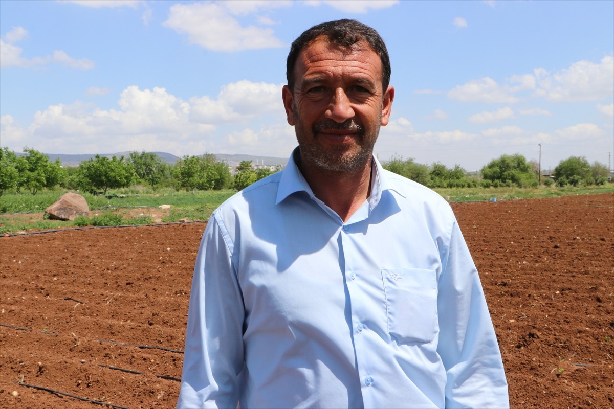 Kilis\'te Fidelerin Dikimi Başladı
