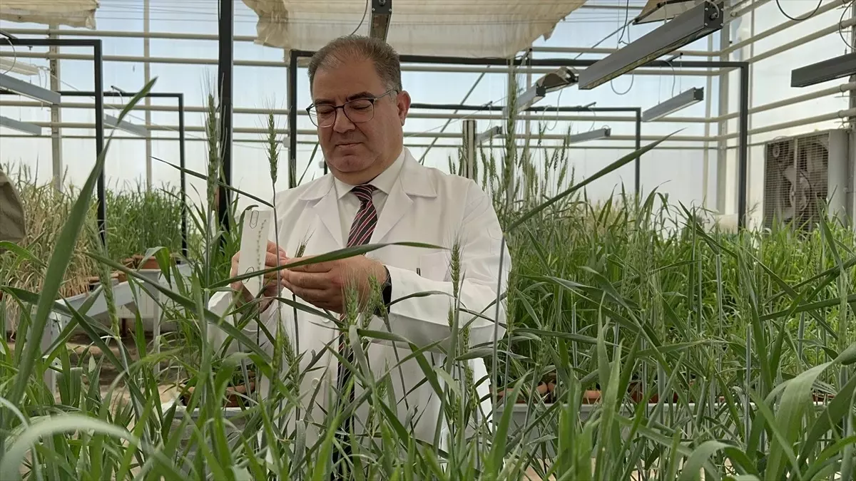 KMÜ\'den Tescilli Yeni Buğday Tohumları