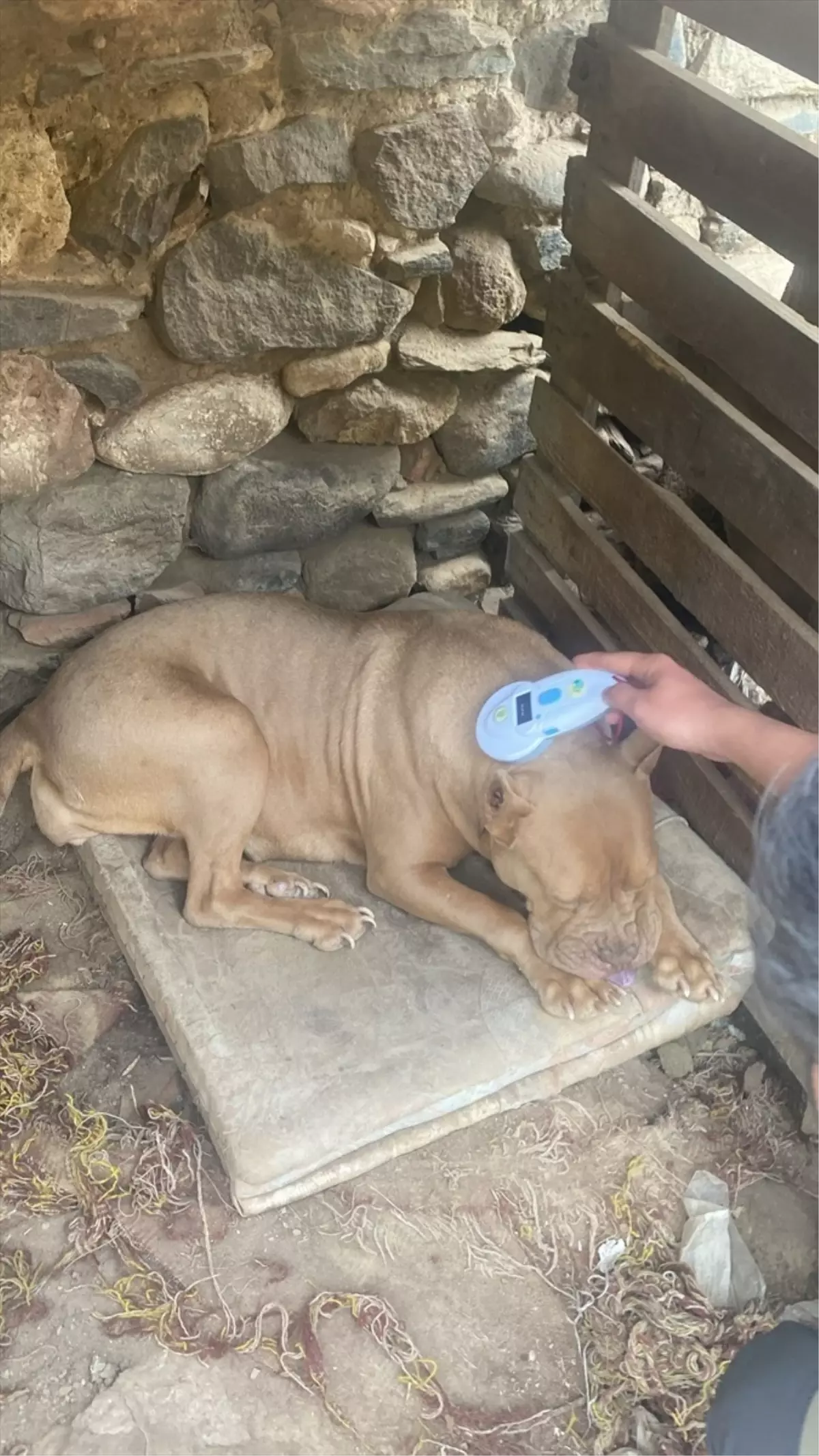 Salihli\'de Yasaklı Irk Köpeklere Cezası