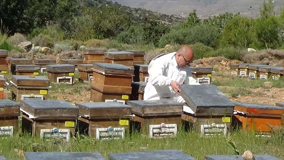 Silifke\'de Polen Hasadı Başladı