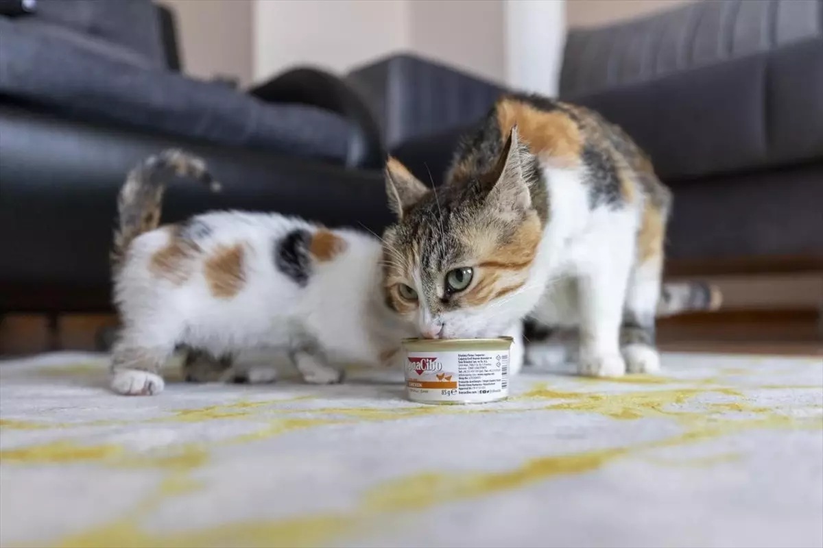 Camide Doğan Kedilerin Hikayesi