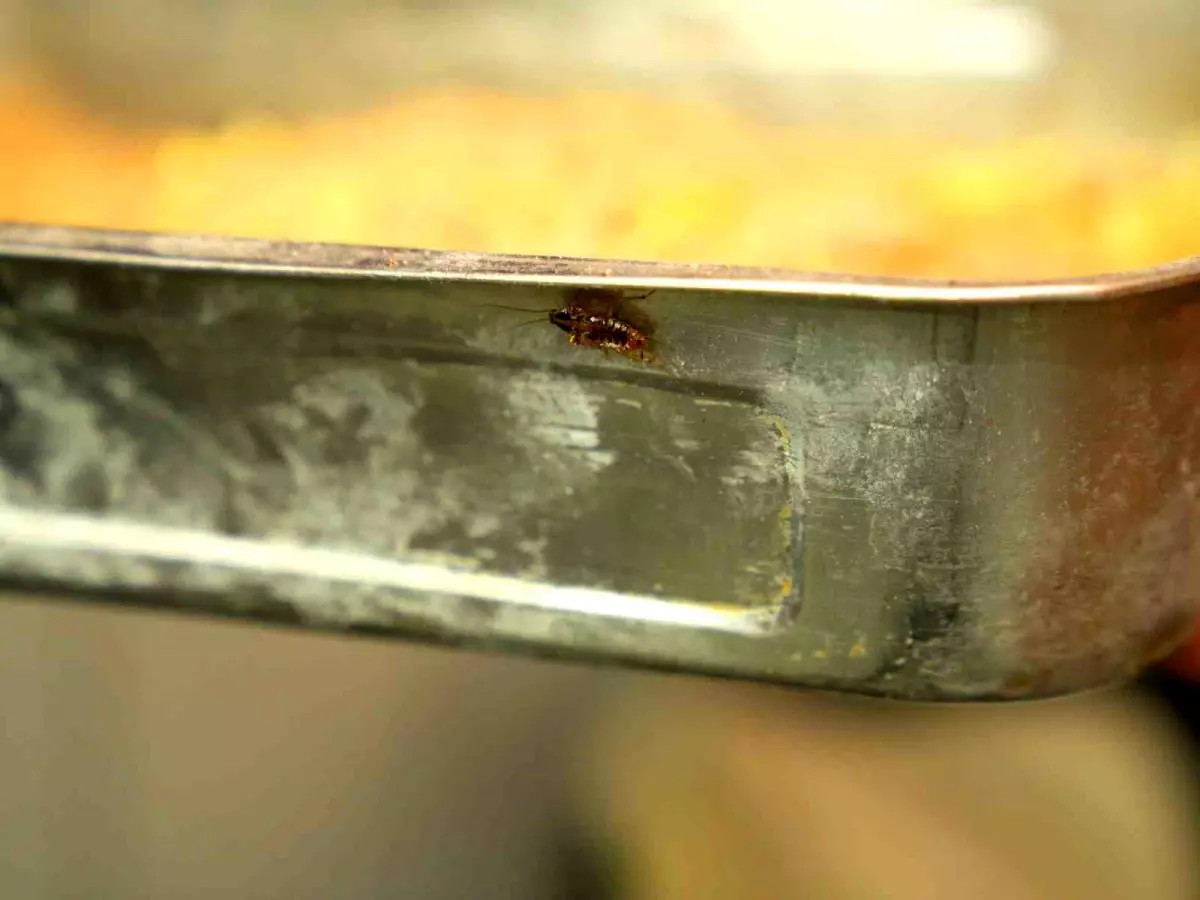 Adana\'da Hijyen Kurallarına Uymayan Tatlıcıya 105 Bin TL Ceza